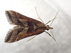 Diasemia