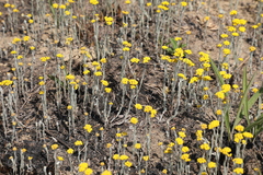 Helichrysum aureonitens