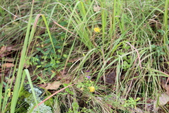 Calochortus barbatus