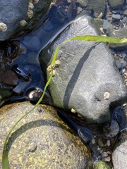 Zosteraceae