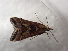 Diasemia