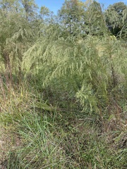 Eupatorium compositifolium