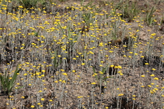 Helichrysum aureonitens