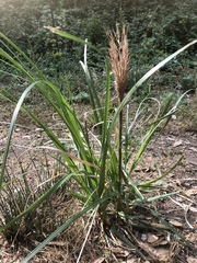 Cortaderia jubata