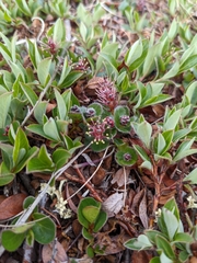 Salix arctica