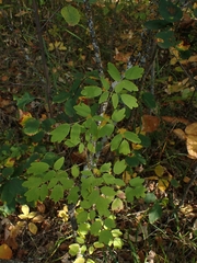 Thalictrum dasycarpum