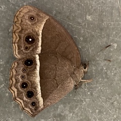 Mycalesis mineus