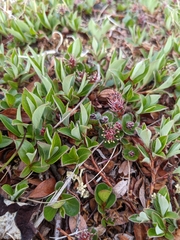 Salix arctica
