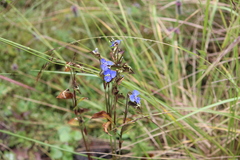 Commelina tuberosa