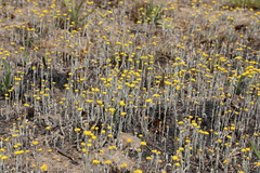 Helichrysum aureonitens