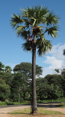 Borassus flabellifer