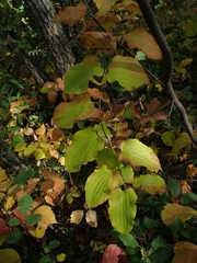 Smilax lasioneura