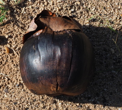 Borassus flabellifer