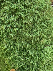 Entodon cladorrhizans