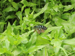 Tirumala limniace limniace