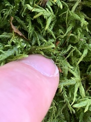 Entodon cladorrhizans