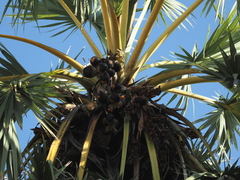 Borassus flabellifer