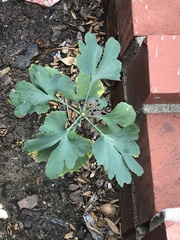 Ginkgo biloba