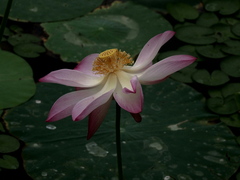 Nelumbo nucifera