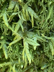 Entodon cladorrhizans