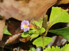 Limnophila rugosa