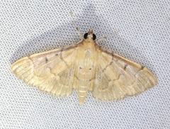Herpetogramma rudis