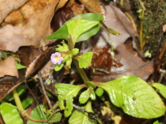 Limnophila rugosa