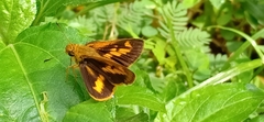 Oriens goloides
