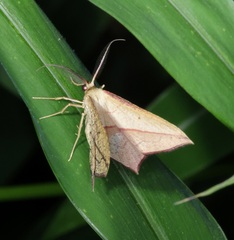 Timandra convectaria