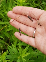 Carex formosa