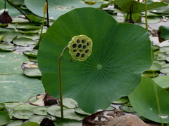 Nelumbo nucifera