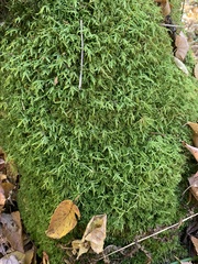 Entodon cladorrhizans