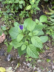 Stachytarpheta jamaicensis