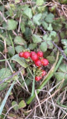Lonicera