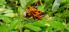 Oriens goloides