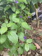 Stachytarpheta jamaicensis