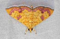 Isocentris filalis
