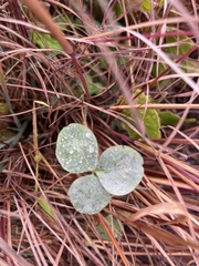 Erysiphe trifoliorum