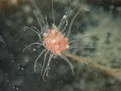Ectopleura marina