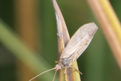 Limnephilus lunatus