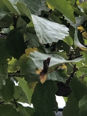 Hormaphis hamamelidis