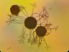 Erysiphe berberidis
