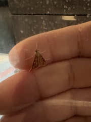 Antigastra catalaunalis