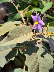 Solanum campylacanthum