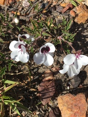 Pelargonium tricolor