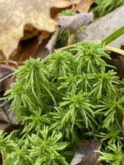 Sphagnum girgensohnii