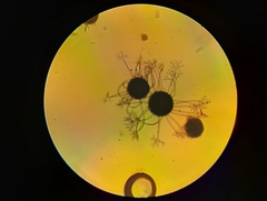 Erysiphe berberidis