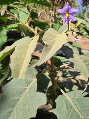 Solanum campylacanthum