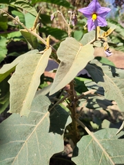Solanum campylacanthum