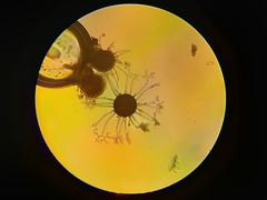 Erysiphe berberidis